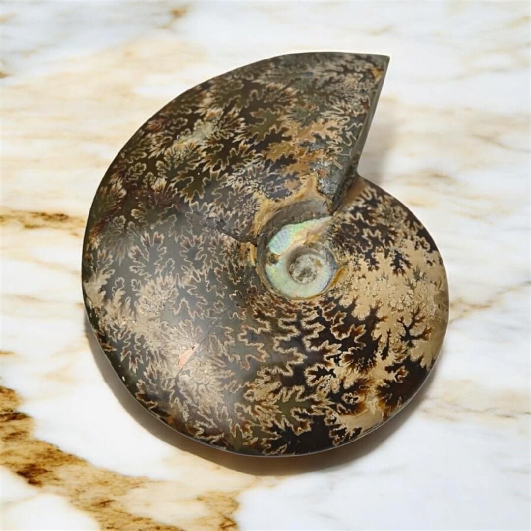 Schillernder Ammonit mit Halterung – Fossiles Highlight