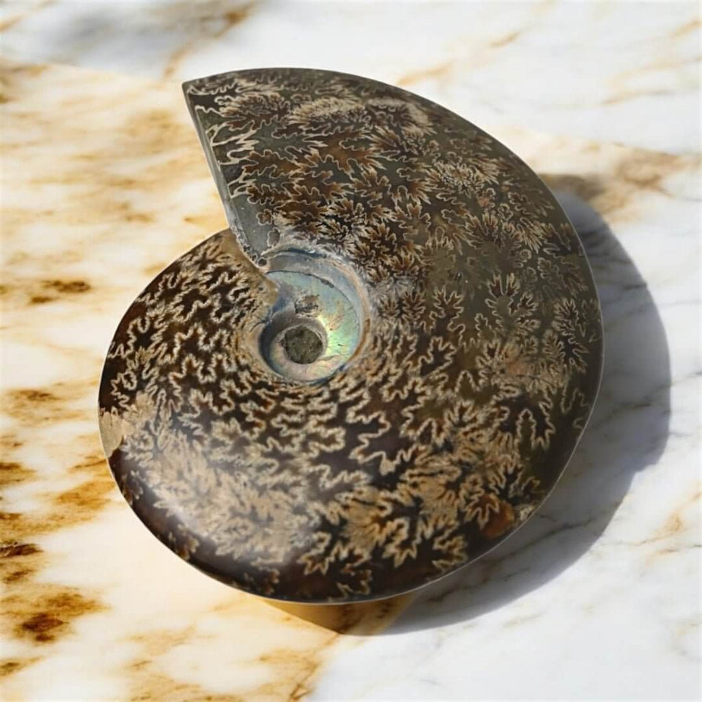 Schillernder Ammonit mit Halterung – Fossiles Highlight