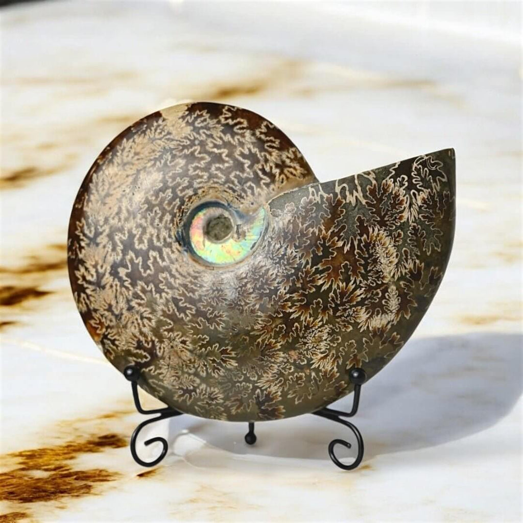 Schillernder Ammonit mit Halterung – Fossiles Highlight