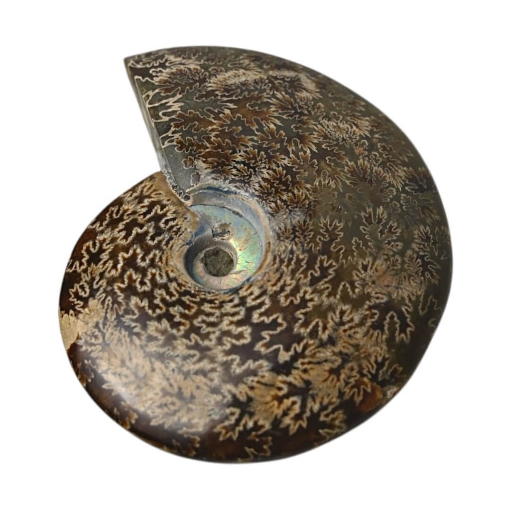 Schillernder Ammonit mit Halterung – Fossiles Highlight