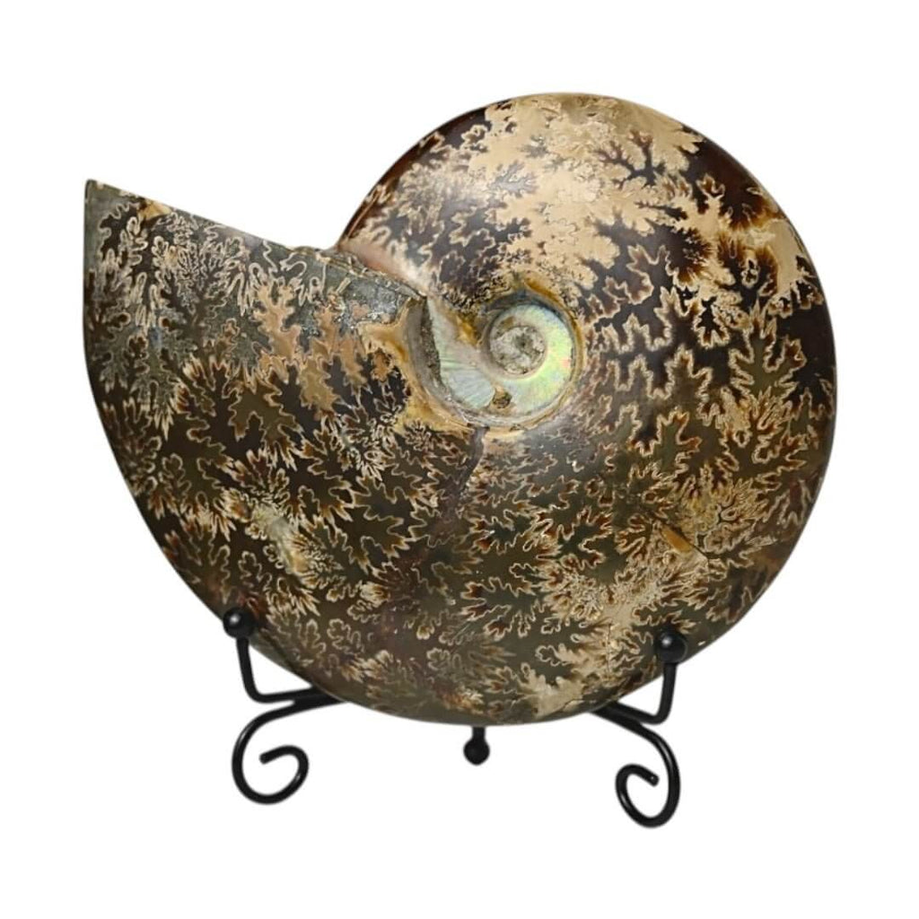 Schillernder Ammonit mit Halterung – Fossiles Highlight