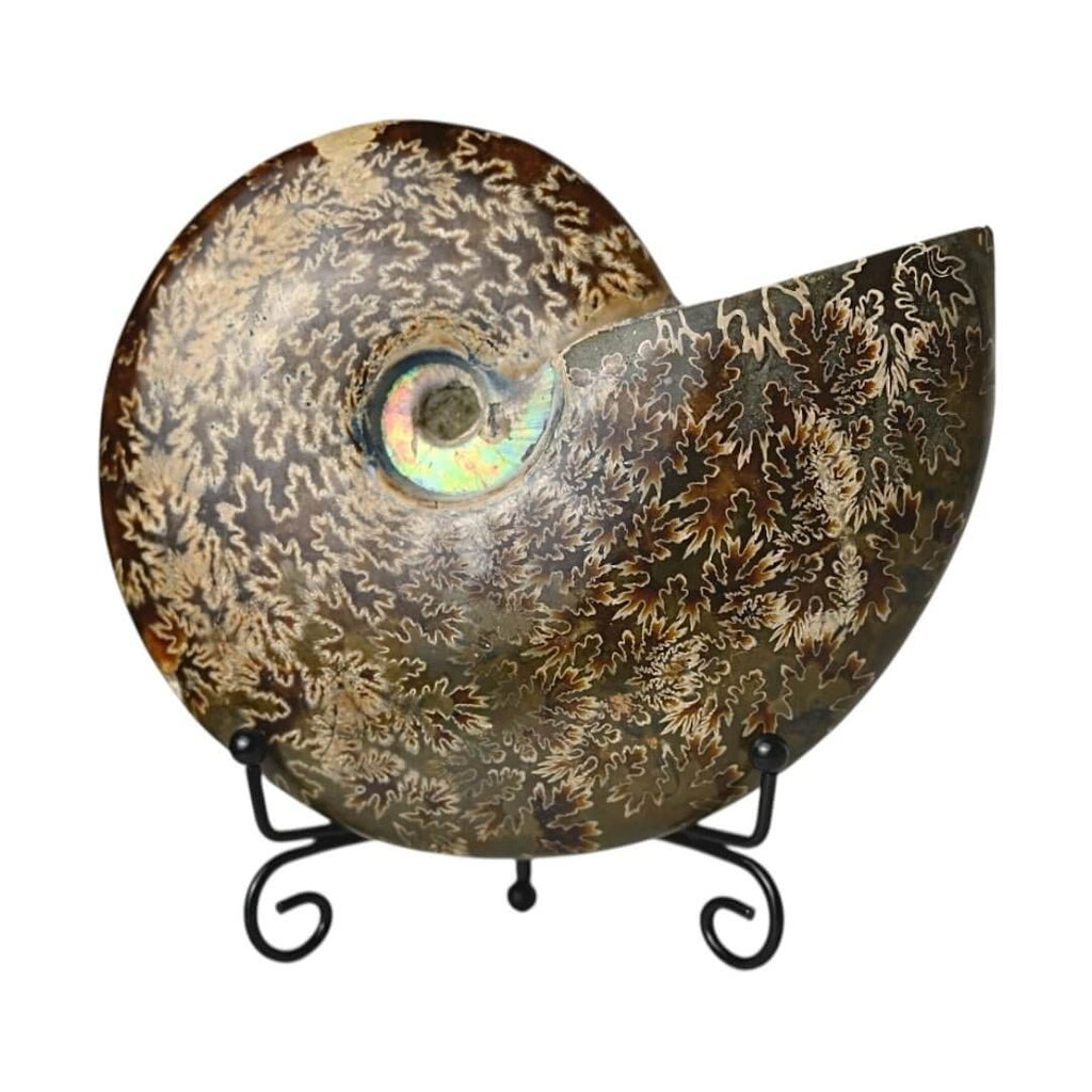 Schillernder Ammonit mit Halterung – Fossiles Highlight