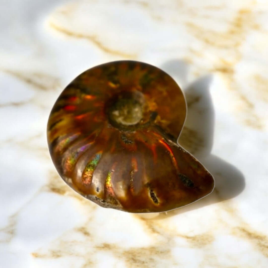 Schillernder Ammonit - Zeitlos & besonders