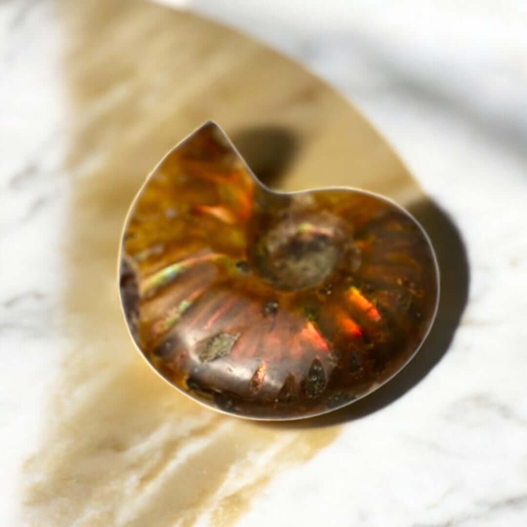 Schillernder Ammonit - Zeitlos & besonders