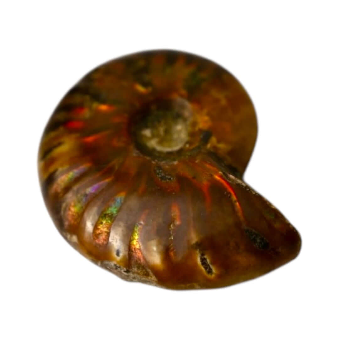 Schillernder Ammonit - Zeitlos & besonders