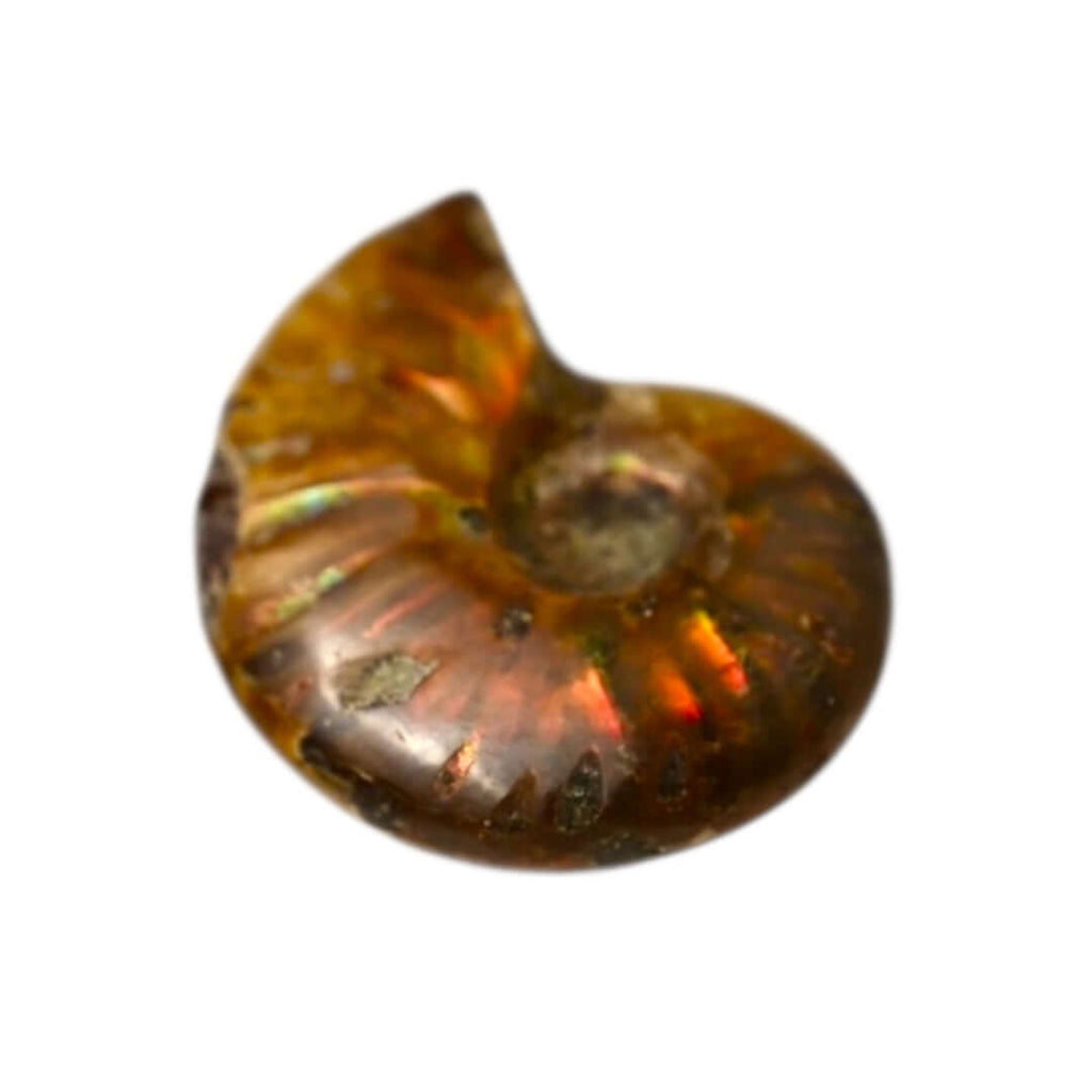 Schillernder Ammonit - Zeitlos & besonders