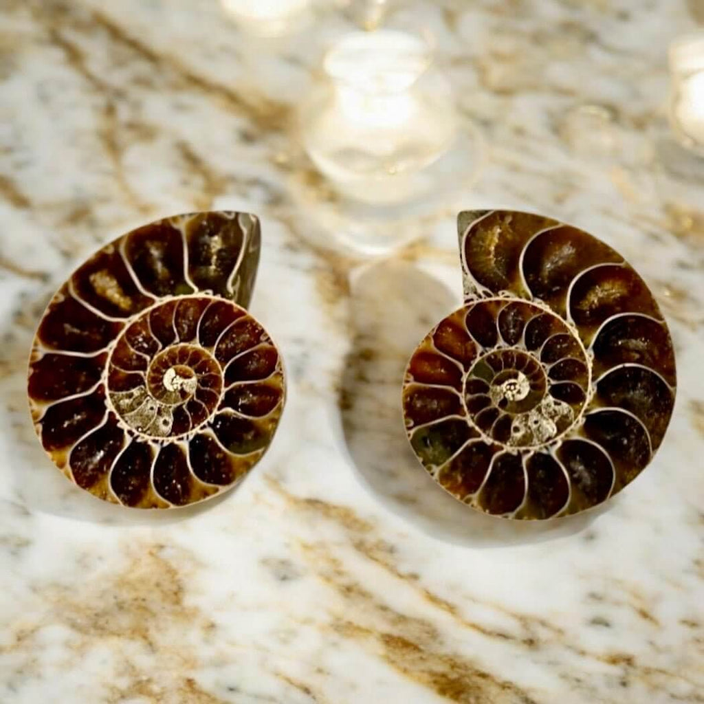 Ammoniten Paar - Fossile Erinnerungen