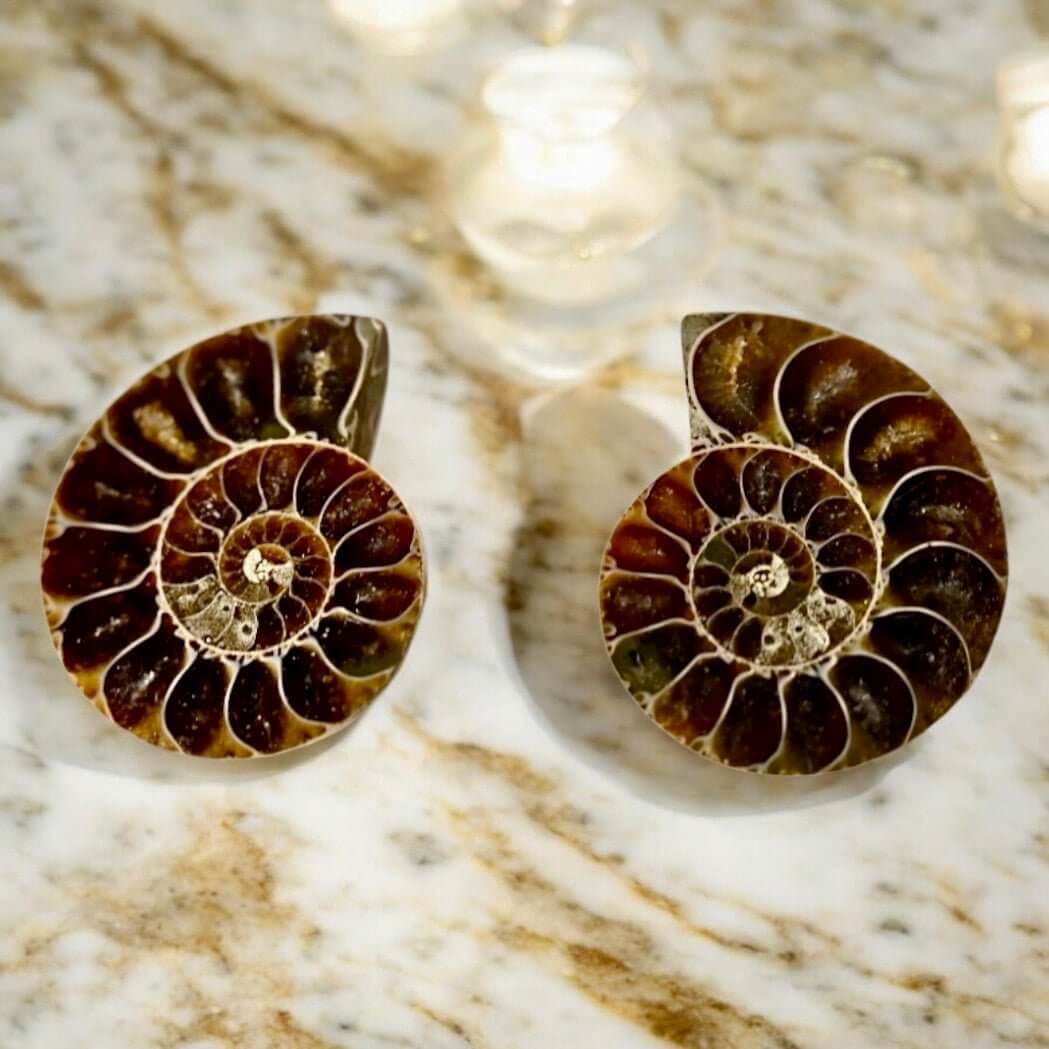 Ammoniten Paar - Fossile Erinnerungen