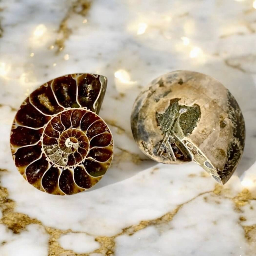 Ammoniten Paar - Fossile Erinnerungen