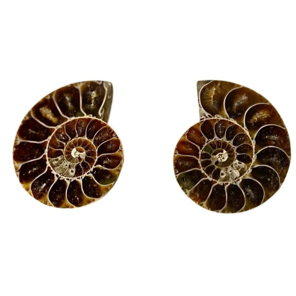 Ammoniten Paar - Fossile Erinnerungen