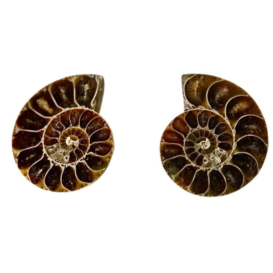 Ammoniten Paar - Fossile Erinnerungen