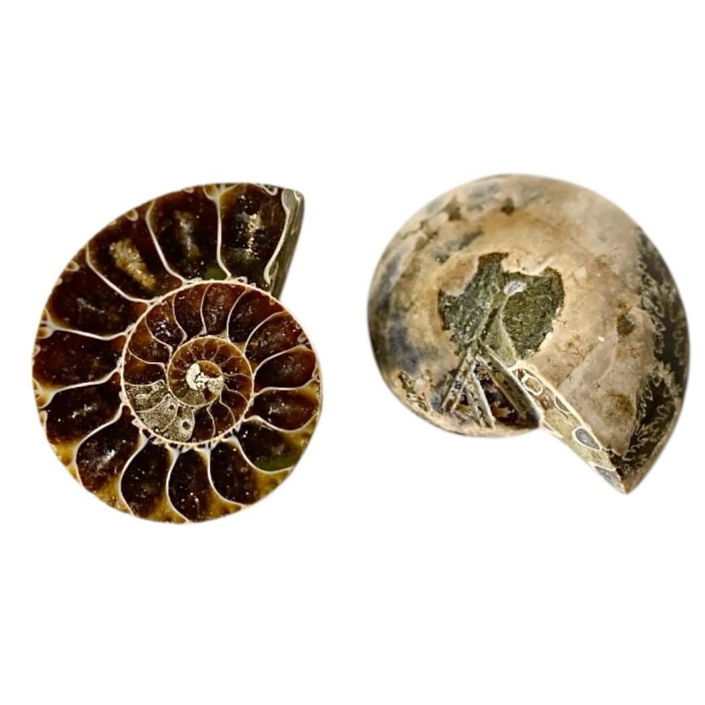 Ammoniten Paar - Fossile Erinnerungen