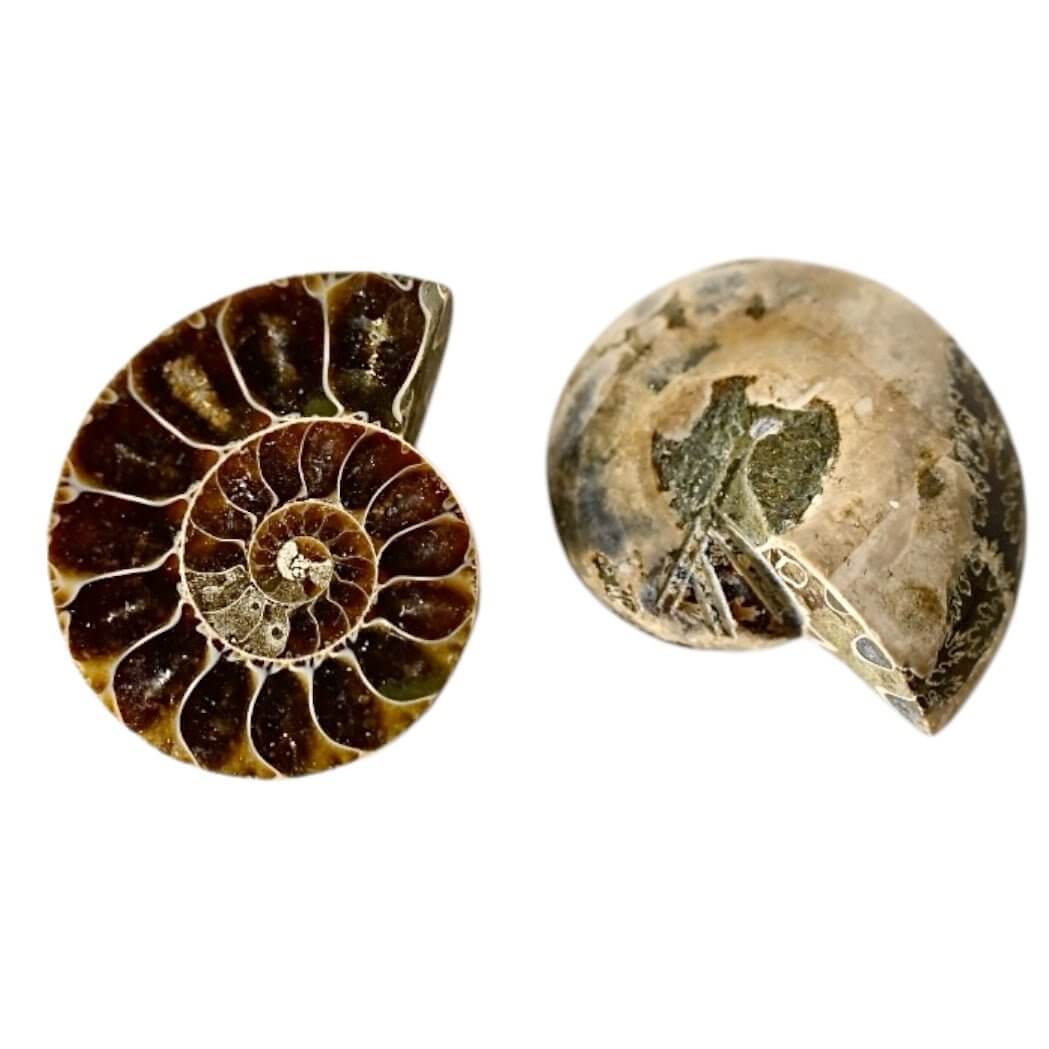Ammoniten Paar - Fossile Erinnerungen