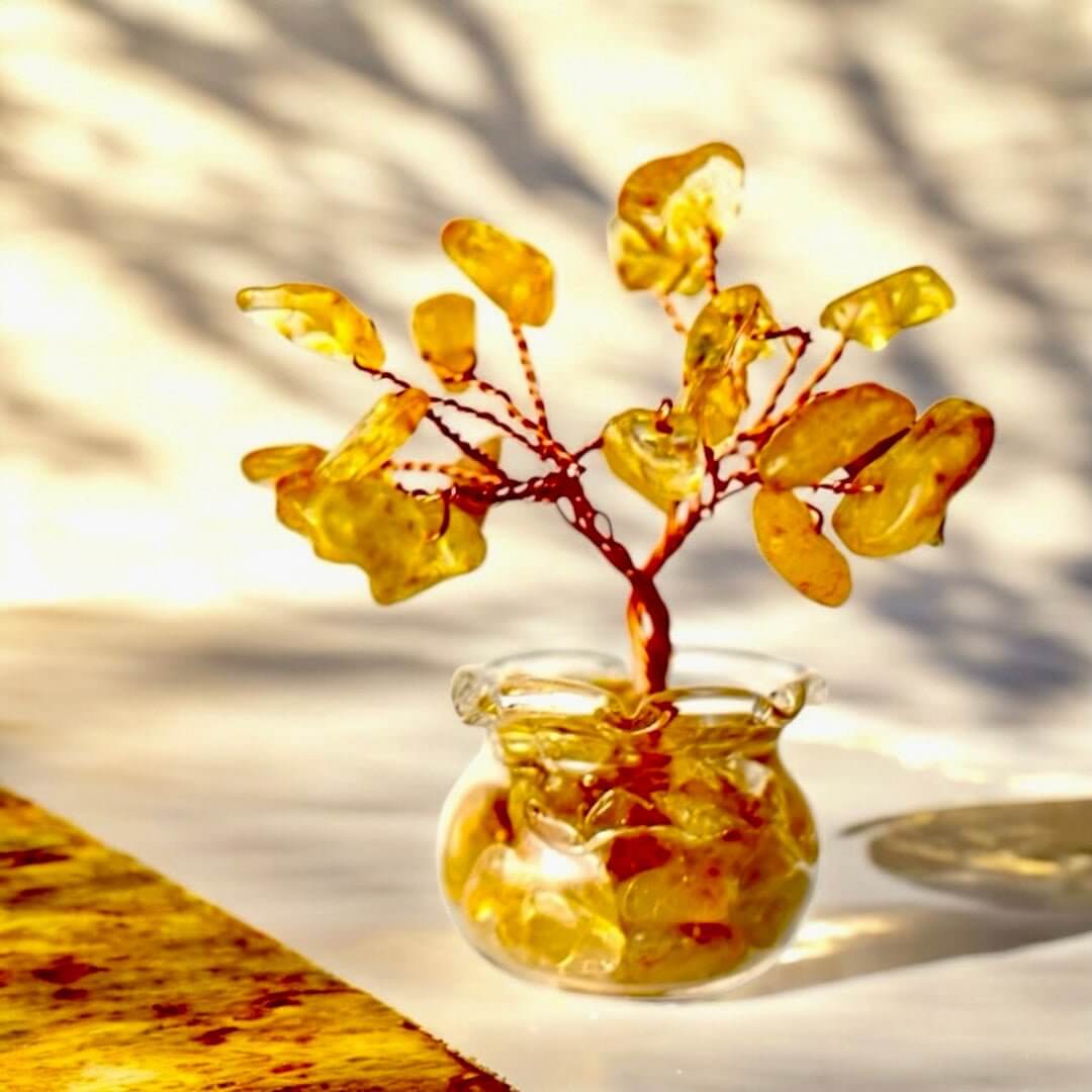 Mini Citrin Baum in Topf - Sonnige Erinnerungen