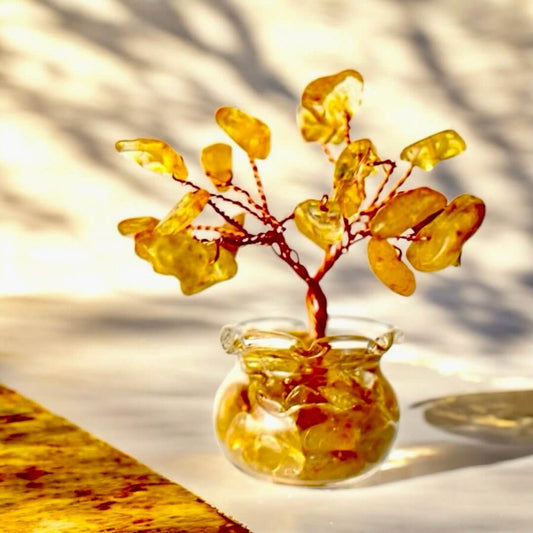 Mini Citrin Baum in Topf - Sonnige Erinnerungen