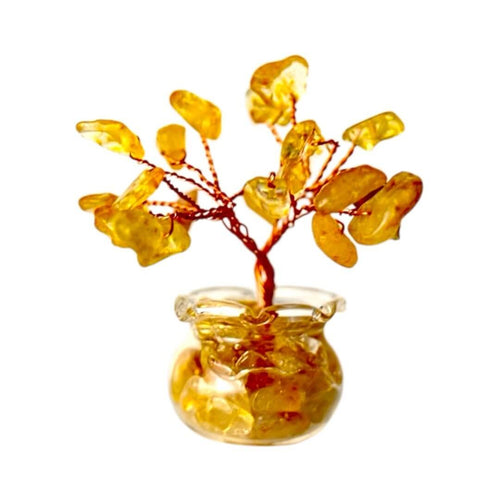 Mini Citrin Baum in Topf - Sonnige Erinnerungen