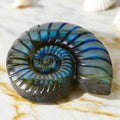 Mystischer Labradorit Nautilus – Verbindung von Natur und Eleganz