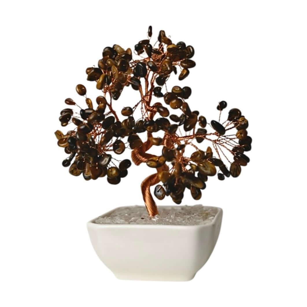 Tigerauge Baum in Keramiktopf - Bringt Mut, Gelassenheit und positive Schwingungen