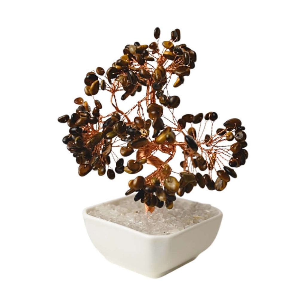 Tigerauge Baum in Keramiktopf - Bringt Mut, Gelassenheit und positive Schwingungen