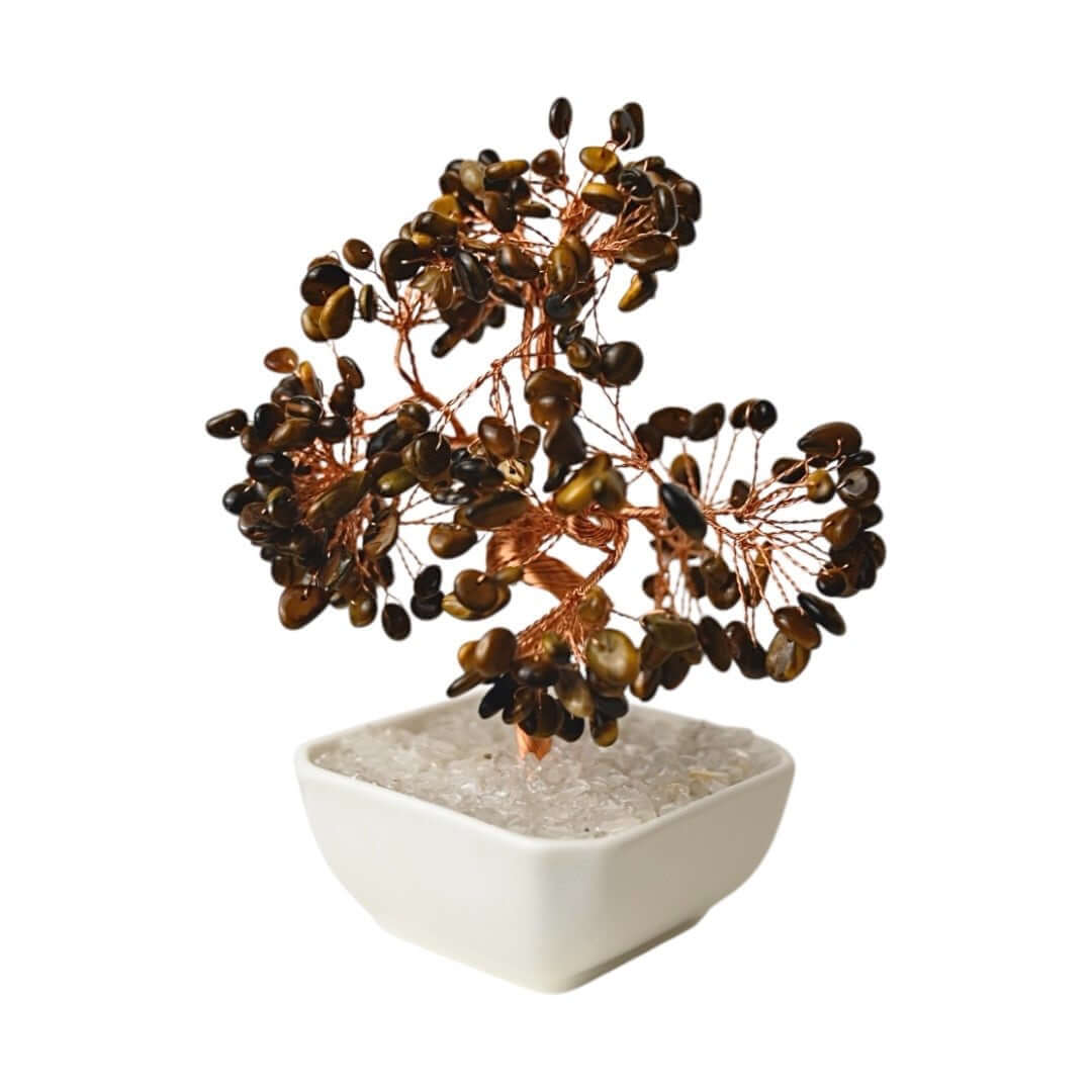 Tigerauge Baum in Keramiktopf - Bringt Mut, Gelassenheit und positive Schwingungen